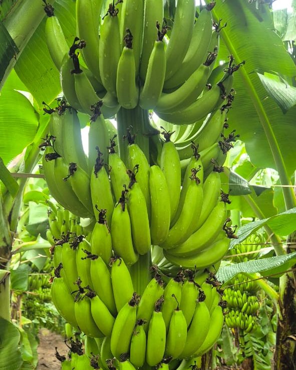 Healthy bunch of green G9 bananas on the plant