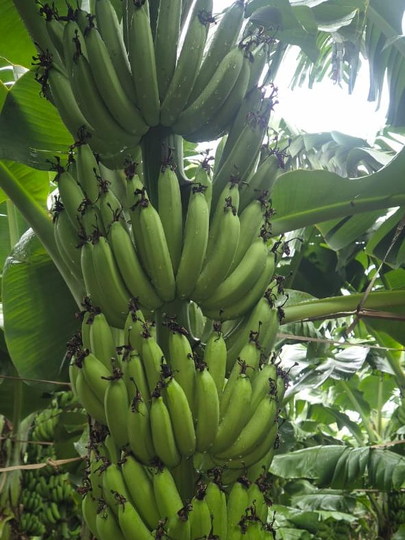 Close view of a G9 banana bunch with full, uniform hands