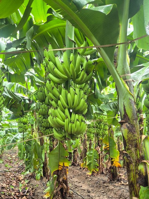 Banana bunches along the rows of a plantation